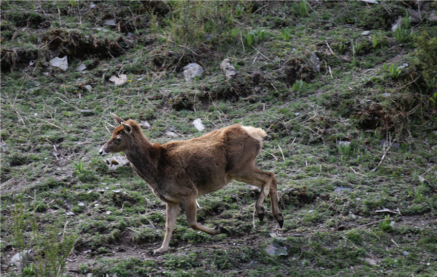 野生動物的樂2.jpg