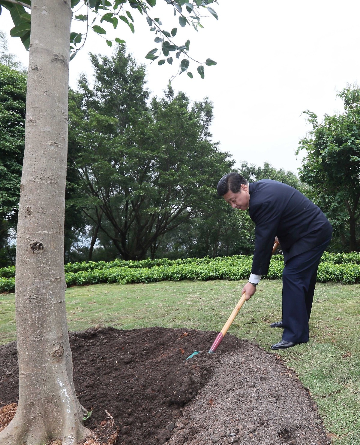 2012年12月8日，習(xí)近平在深圳蓮花山公園種下一棵高山榕樹(shù)。