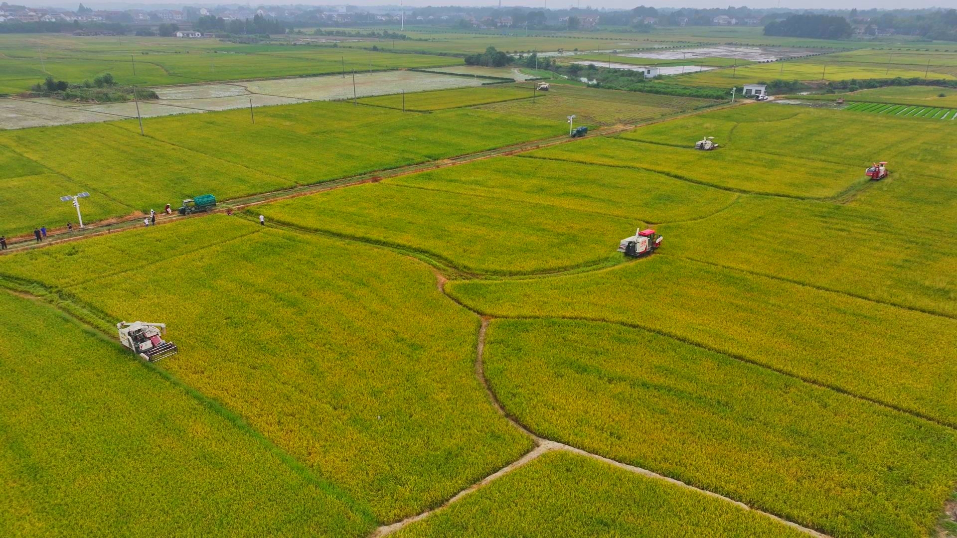 數(shù)臺收割機(jī)同時作業(yè)。常德市鼎城區(qū)融媒體中心供圖